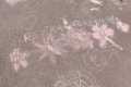 IMG-20250320-WA0017
