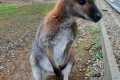 IMG-20241114-WA0001